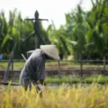 Explore the concerning health risks farmers face with rising heat exposure. Learn about the impacts of climate change on agricultural workers and the importance of addressing heat-related challenges in farming.