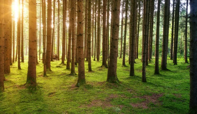Explore the crucial role of forests in climate regulation. Learn how forests act as carbon sinks, support biodiversity, and play a vital role in mitigating climate change impacts.