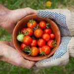 Explore the challenges and solutions for food security in a warming world. Learn about the impacts of climate change on agriculture and discover strategies to ensure a sustainable and resilient global food supply.