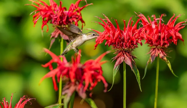 Learn about the numerous benefits of growing bee balm plants. From attracting pollinators to adding vibrant color to your garden, discover why bee balm is a must-have for any gardener.